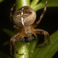 Araneus diadematus, Steven Harsum